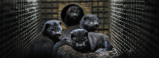 Klimaschutz ist Menschenrecht: Jugendliche verklagten 32 Länder