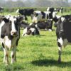 Milch und das Problem der Massenproduktion