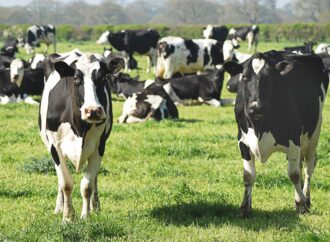 Milch und das Problem der Massenproduktion