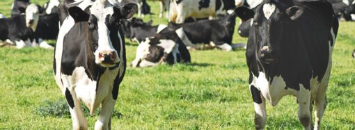 Milch und das Problem der Massenproduktion